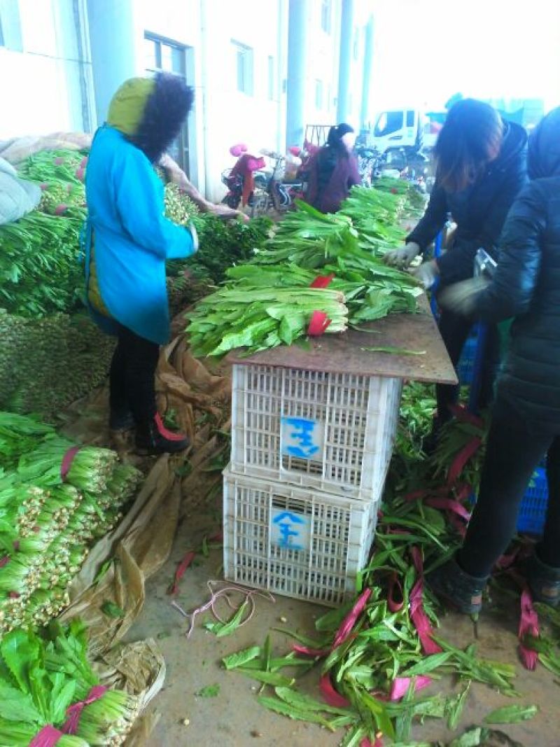 油麦菜美冠20~25厘米以上精品品种多规格全价格低质量好