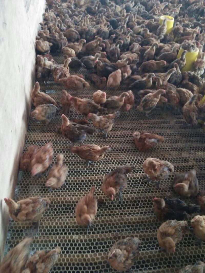 青脚麻鸡苗500克以上脱温苗