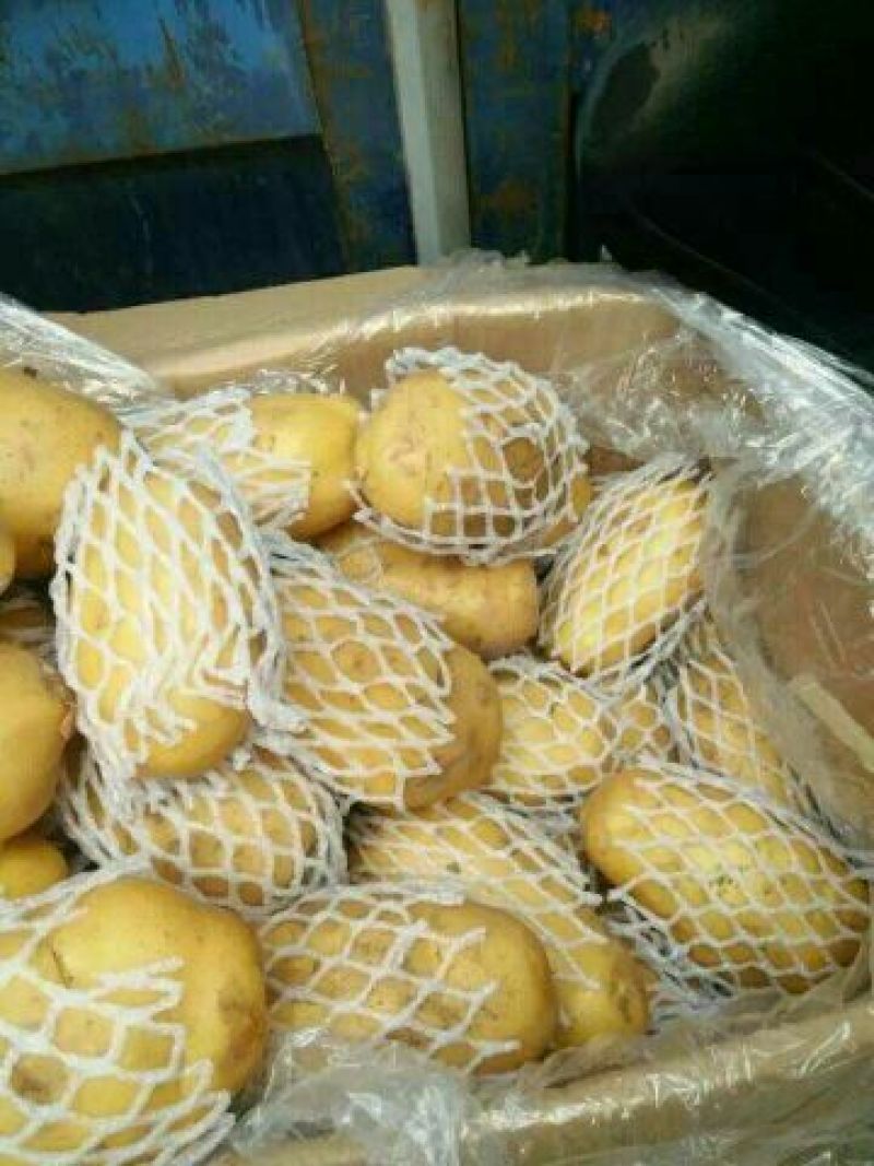 山东土豆批发基地荷兰十五土豆批发山东荷兰十五土豆