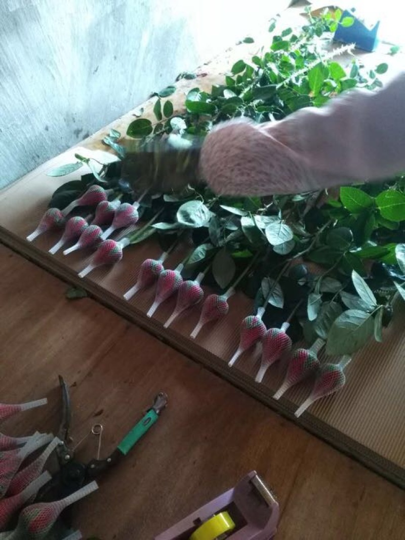 玫瑰盆花不含盆