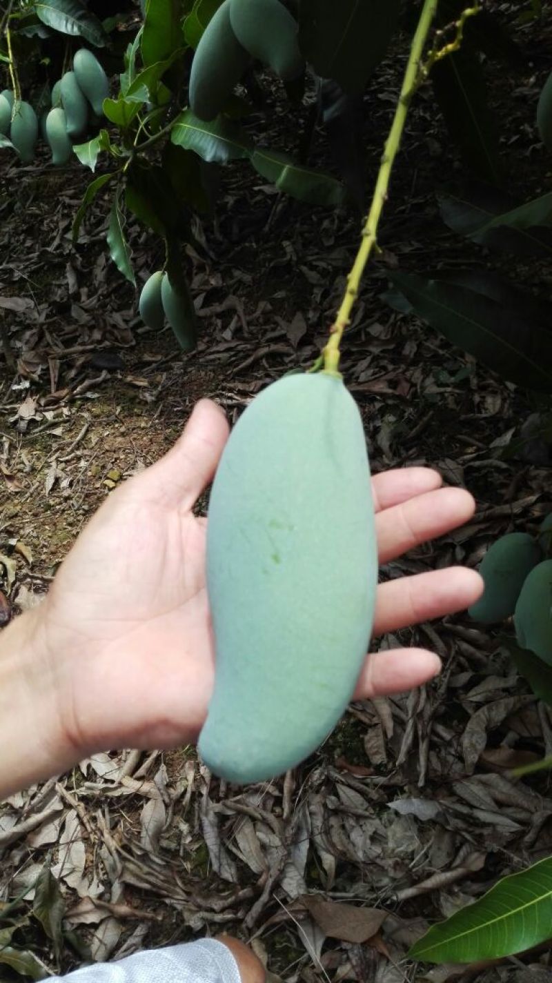 桂七芒