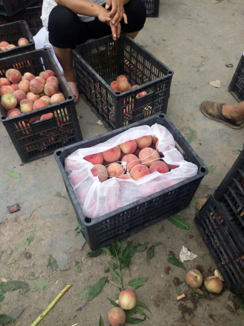 精品红不软桃85以上大量上市