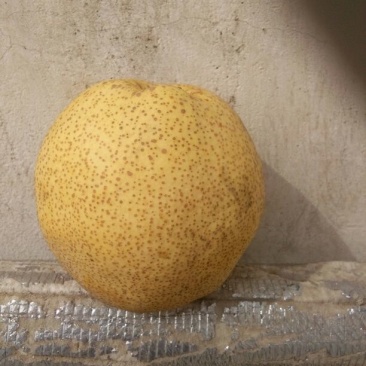 金顶谢花酥梨200~250g光果