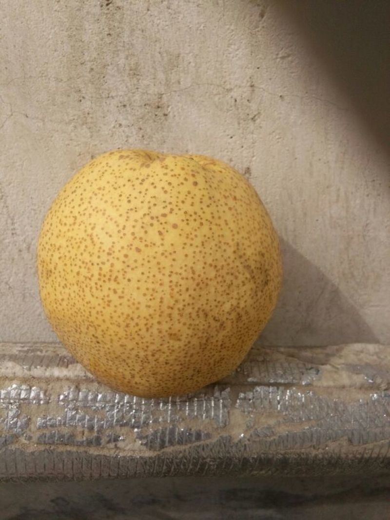 金顶谢花酥梨200~250g光果