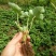 红颜草莓苗10~20cm
