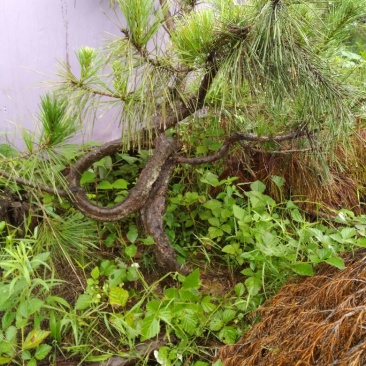 松树树桩10~15cm