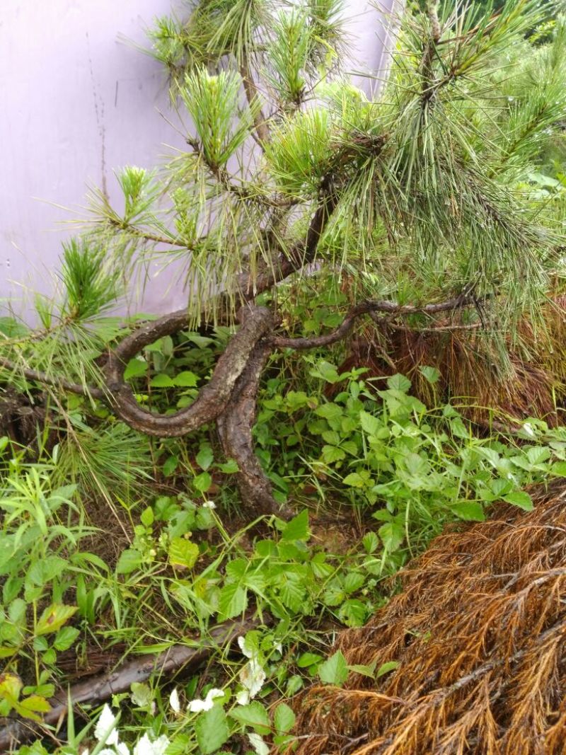 松树树桩10~15cm
