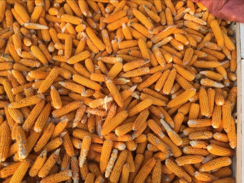 玉米种子