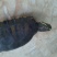 鳖