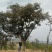 柿树20cm以上20cm以上4米以上