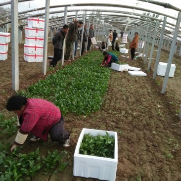 越冬菠菜15~20厘米
