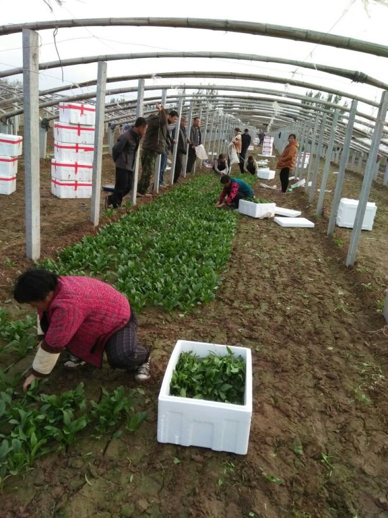越冬菠菜15~20厘米