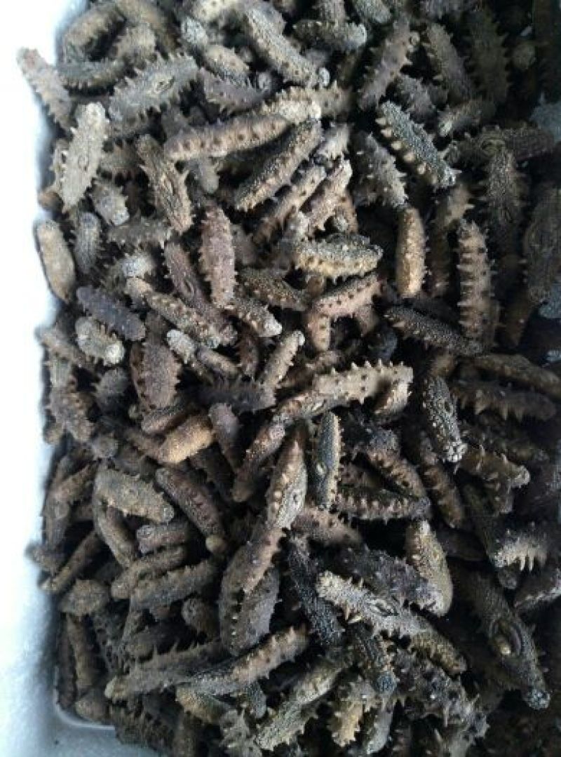 干海参食用淡干