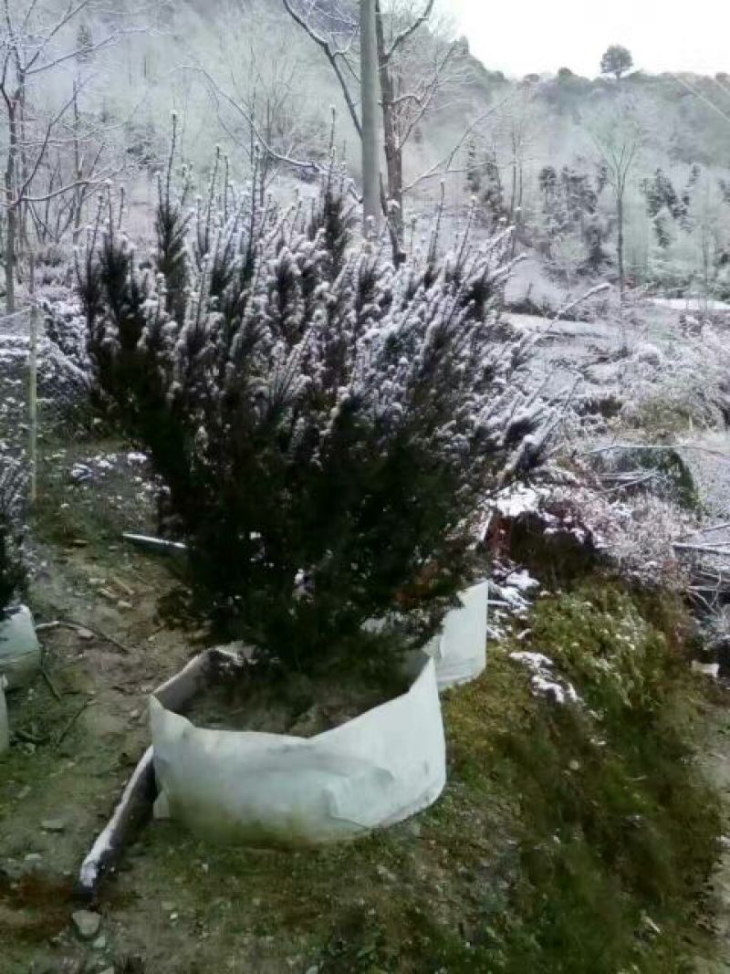 红豆杉盆景不含盆100cm以上