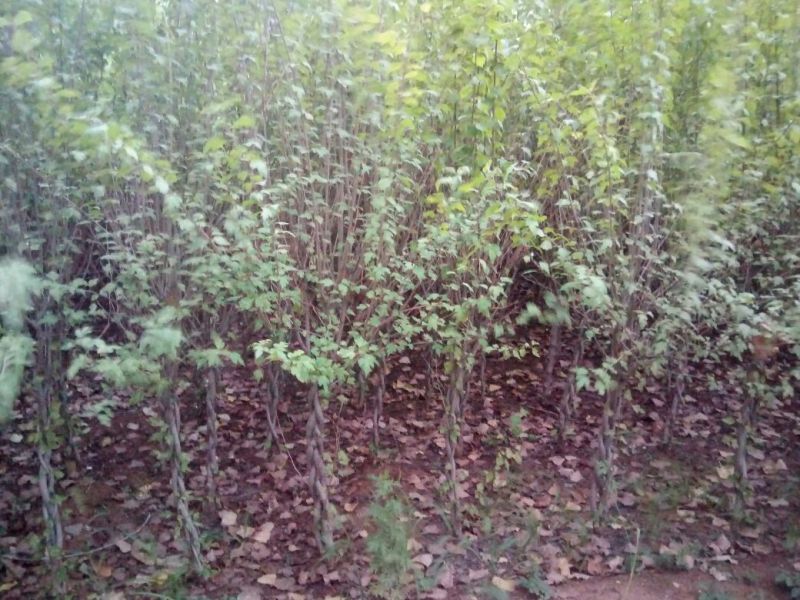 牡丹木槿4~6cm4~6cm3~3.5米