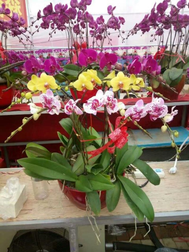 蝴蝶兰盆花带盆栽好
