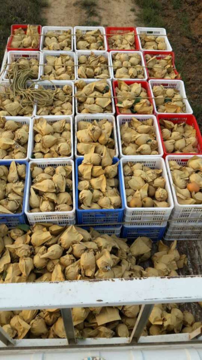 晚秋黄梨400~450g纸袋