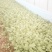法国皇后芹菜45cm以上