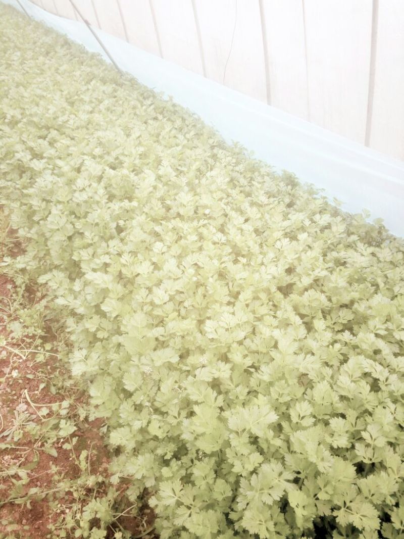 法国皇后芹菜45cm以上