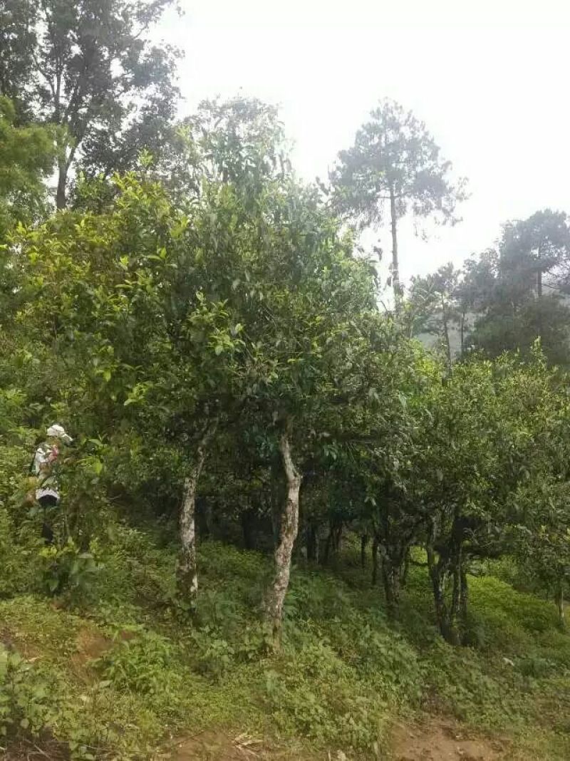 普洱茶