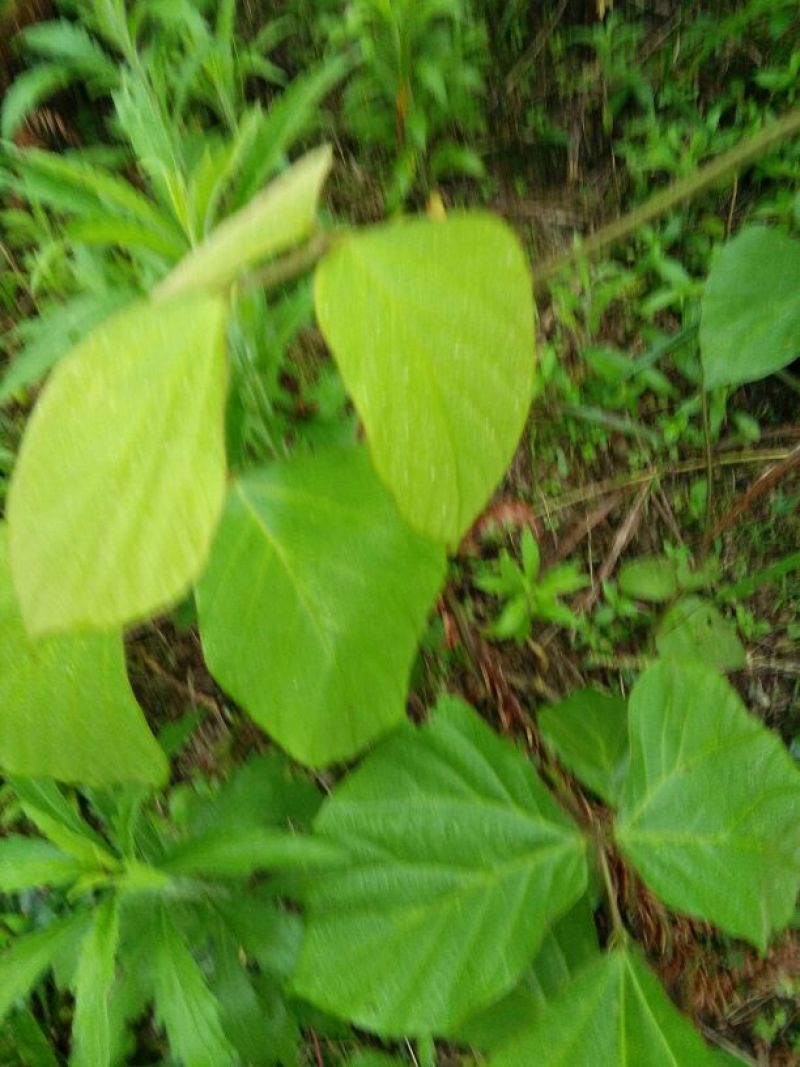葛根2~2.5斤，深山老林葛根，价格美丽
