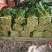 大叶菠菜15~20厘米