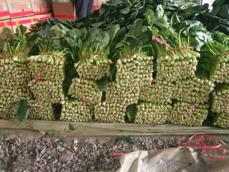 大叶菠菜15~20厘米