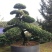 树桩