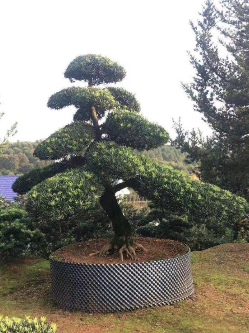 树桩