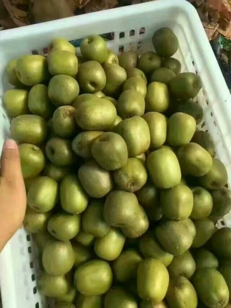正宗苍溪红心猕猴桃原产地直发代办！量大从优！质量保证！