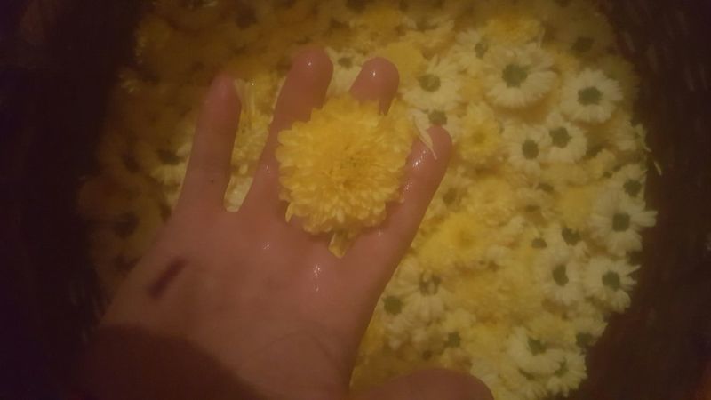 菊花茶