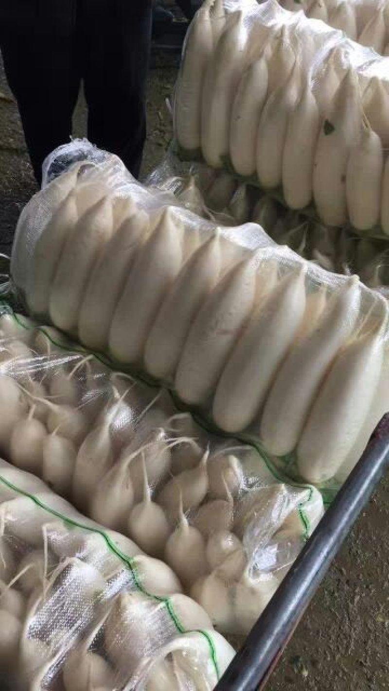 白萝卜2~2.5斤起