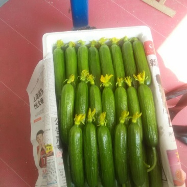 山东寿光水果黄瓜生食级脆甜鲜瓜产地直供全年稳定供货