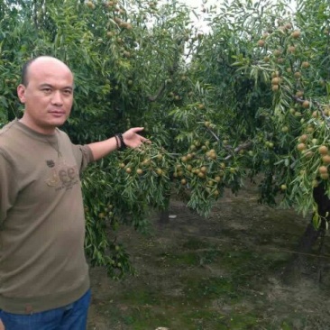 冬枣树苗50~80cm