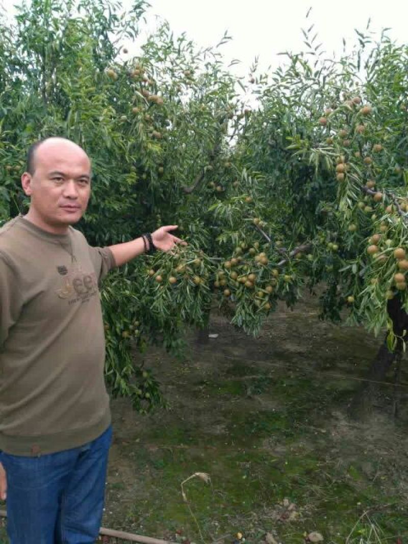 冬枣树苗50~80cm