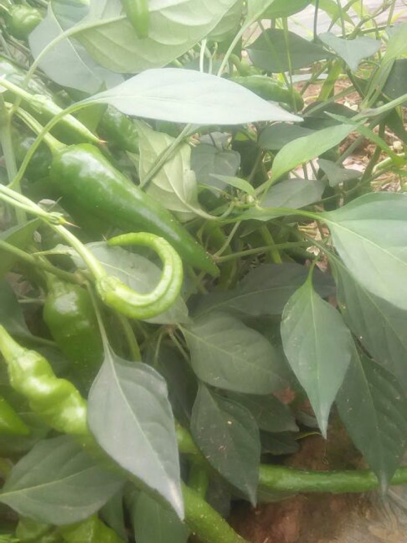 鲜辣椒10~15厘米青