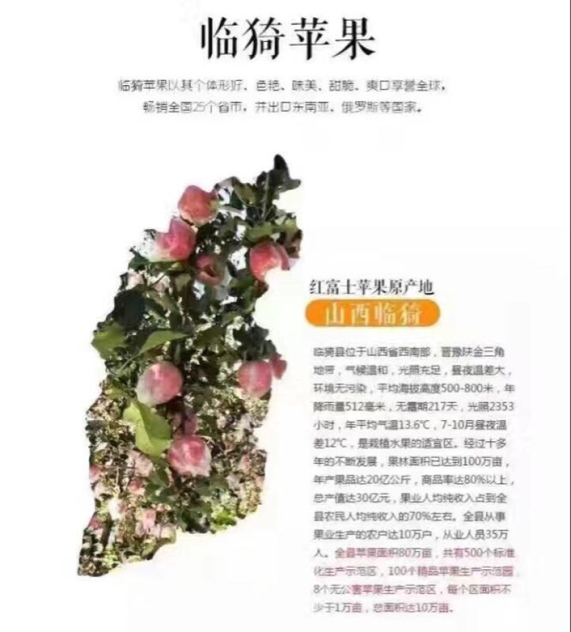 山西省运城市临猗县膜袋红富士苹果75以上不封顶