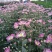 菊花鲜切花30~50cm