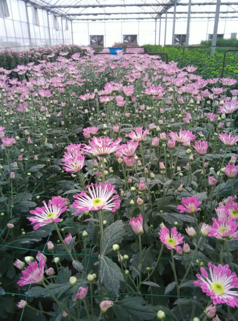 菊花鲜切花30~50cm