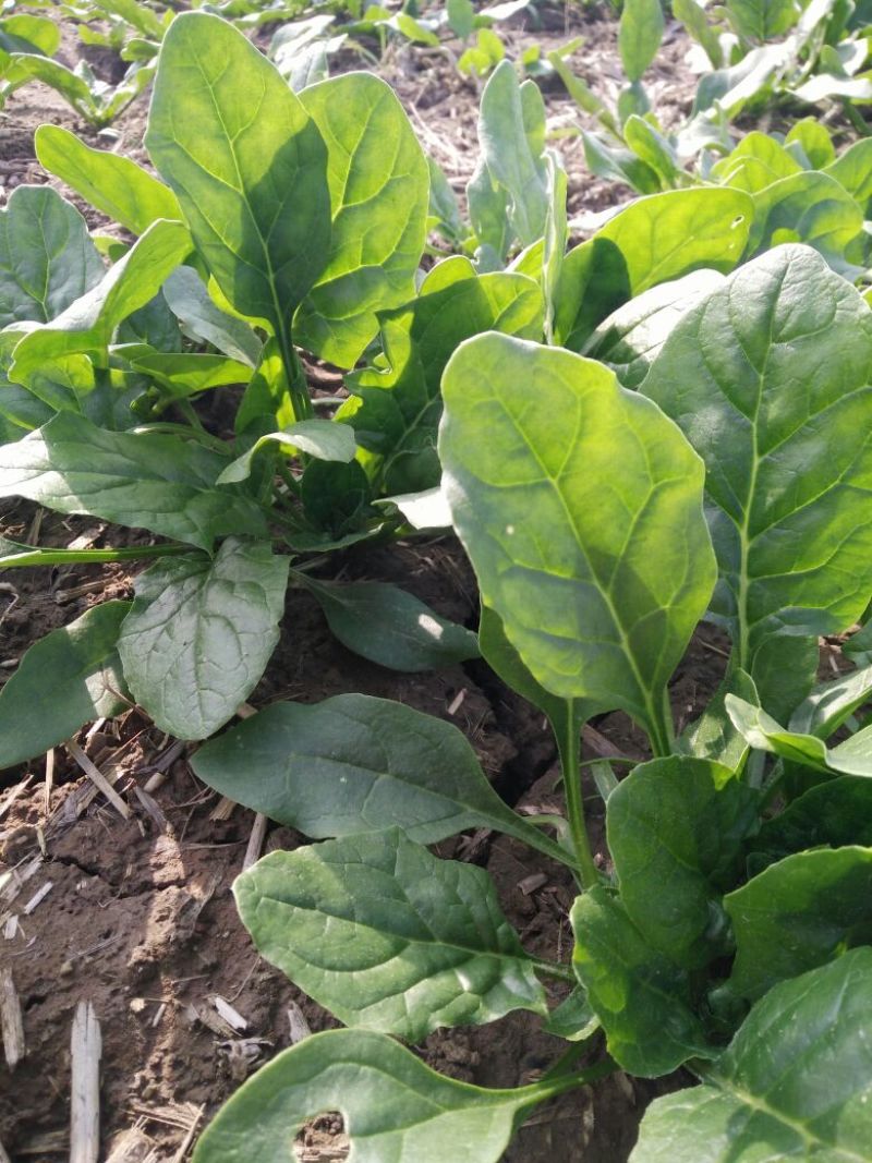 秋菠菜20~25厘米