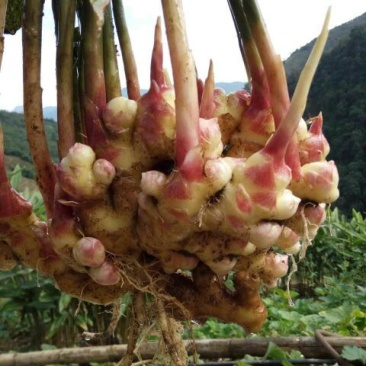 小黄姜