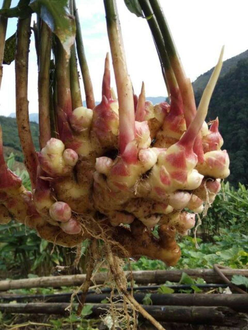 小黄姜