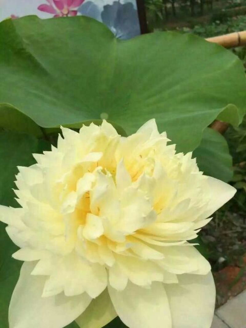 荷花10cm以下