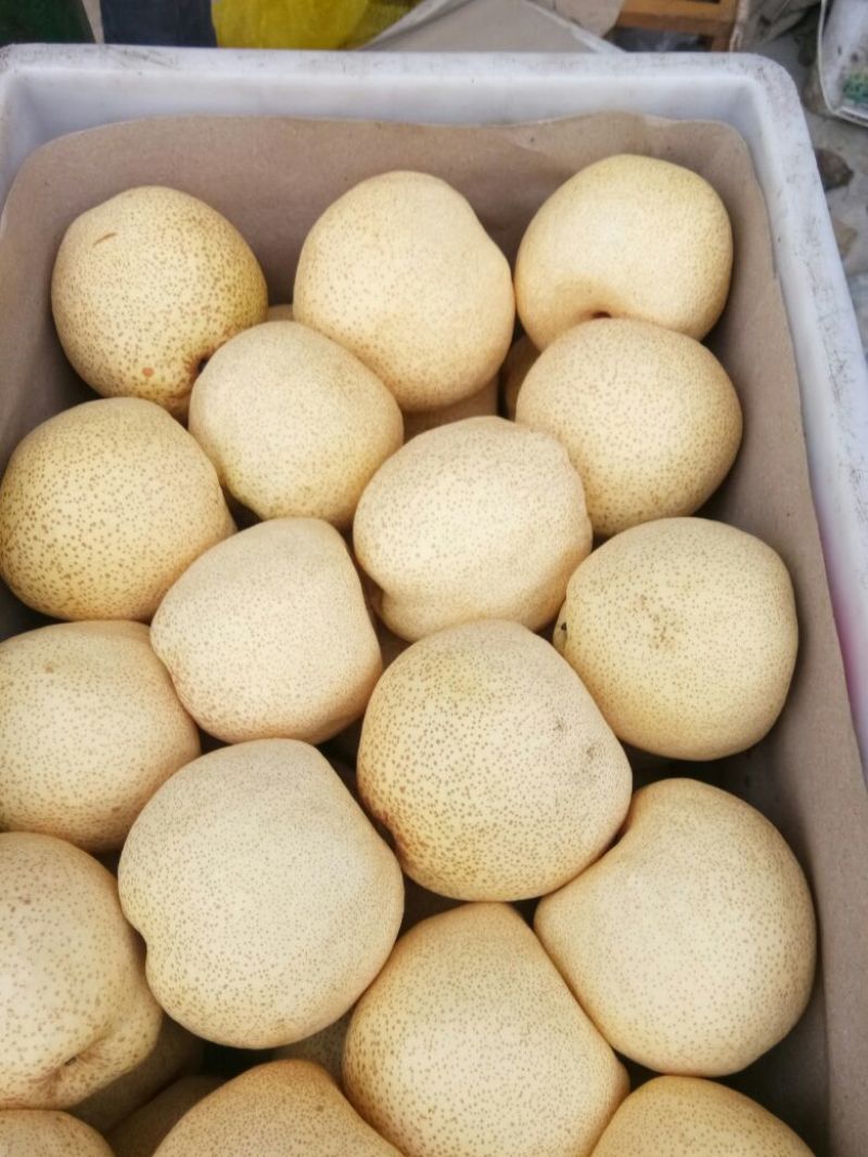 酥梨350~400g光果