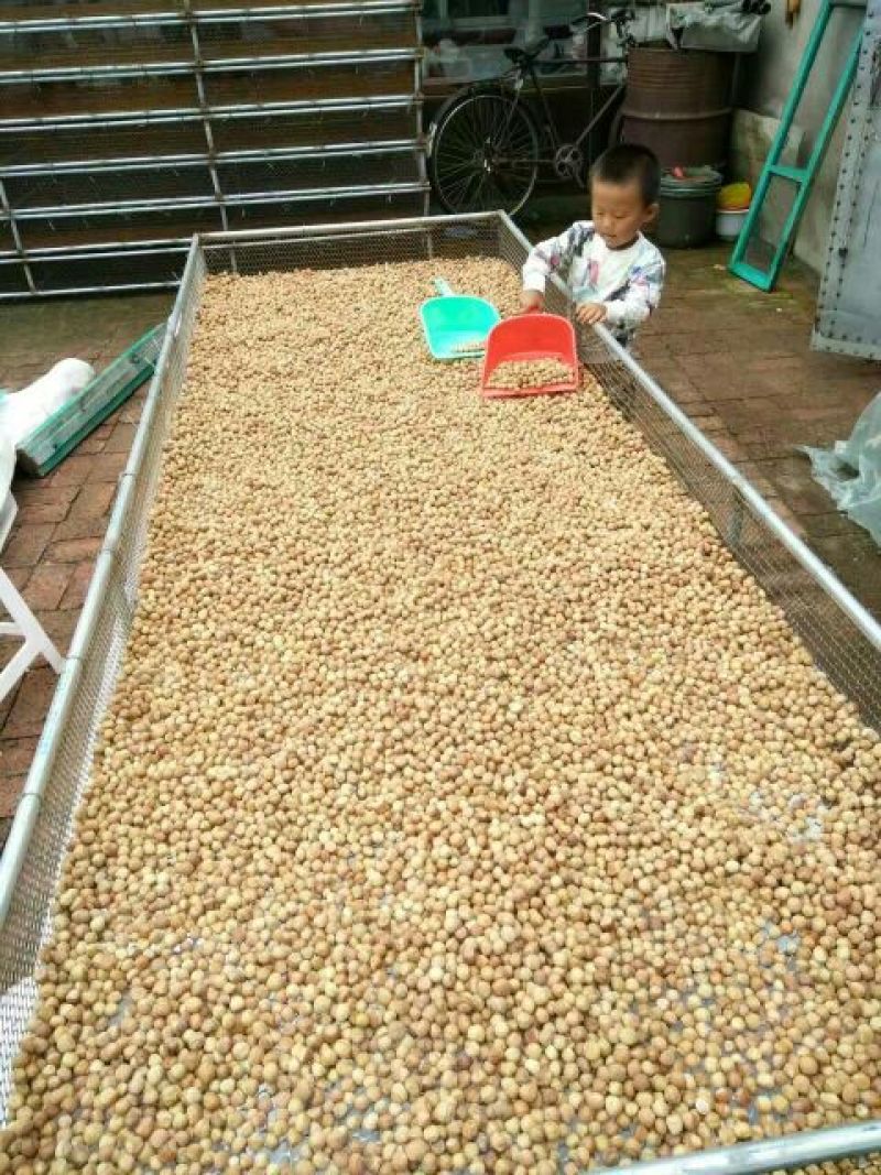 榛子二级