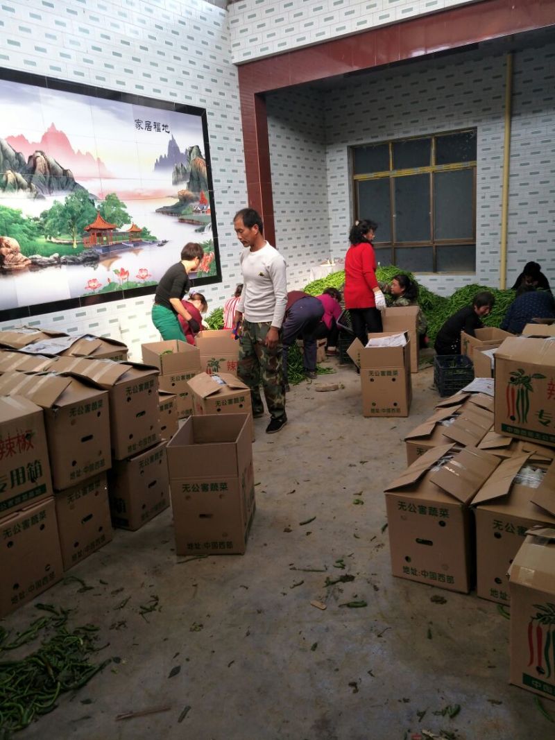精品二荆条辣椒15~20厘米青中辣，保质保量