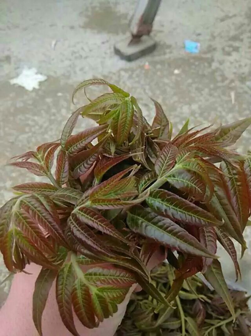 香椿苗大棚50~60cm