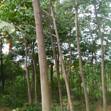栾树4~6cm4~6cm2.5~3米
