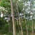 栾树4~6cm4~6cm2.5~3米
