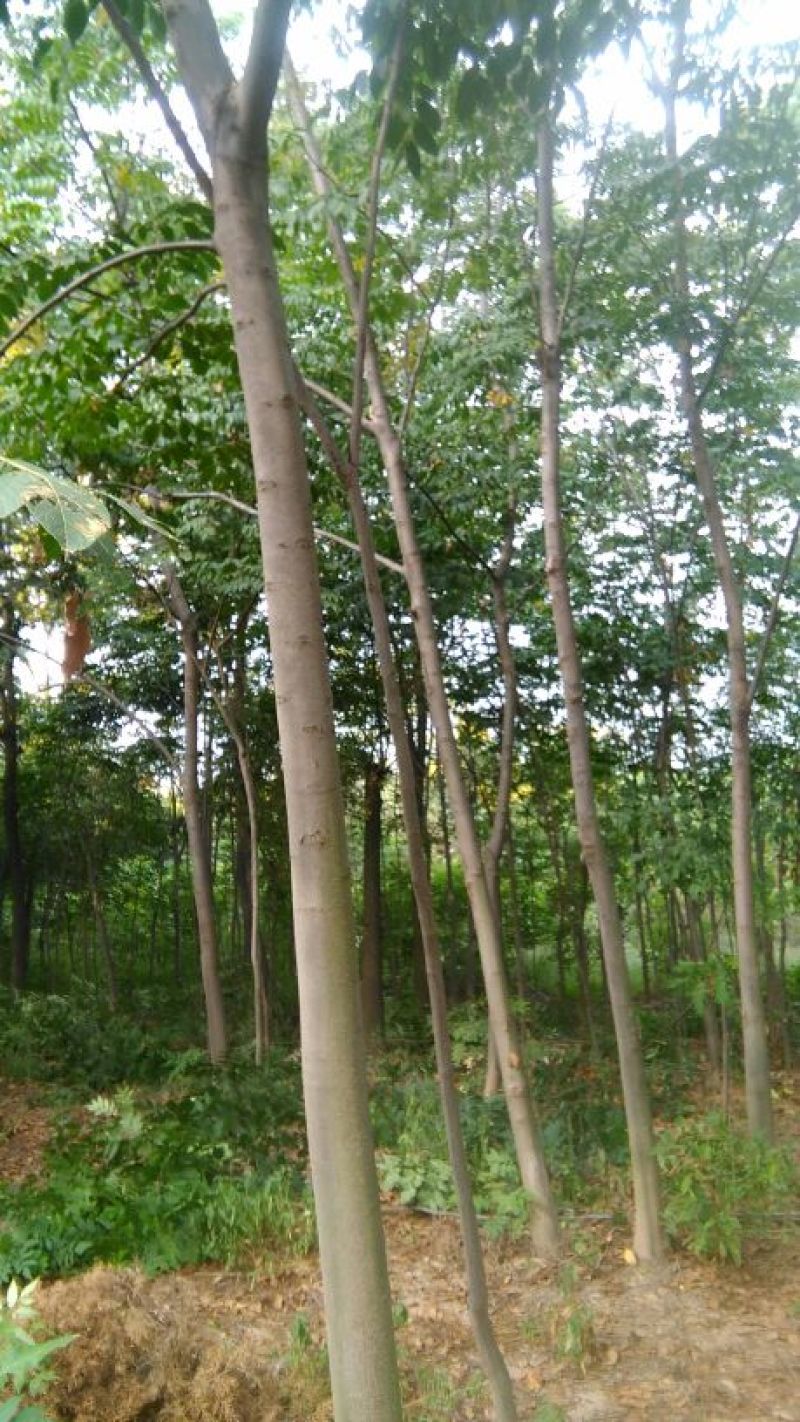 栾树4~6cm4~6cm2.5~3米